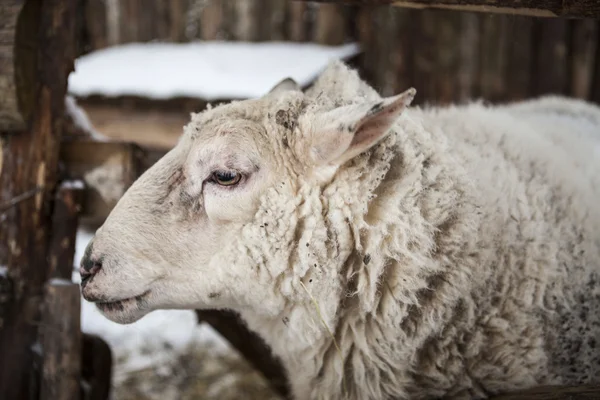 Grande ovelha na neve no inverno em um abrigo em uma fazenda rústica . — Fotografia de Stock
