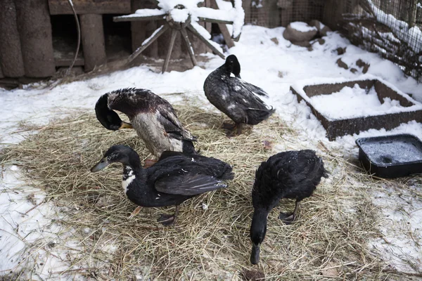 Canards noirs à la ferme en hiver par une journée givrée . — Photo