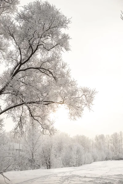 Prachtig uitzicht van Russische winter bos in de sneeuw op zonsondergang frosty dagen. Bomen bedekt met vorst en sneeuw. — Stockfoto