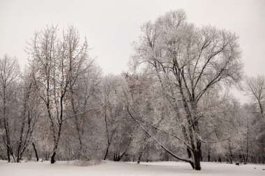 Güzel gün batımı soğuk gün kara ormanda Rus kış manzaralarını. Buz ve kar kaplı ağaçlar. 