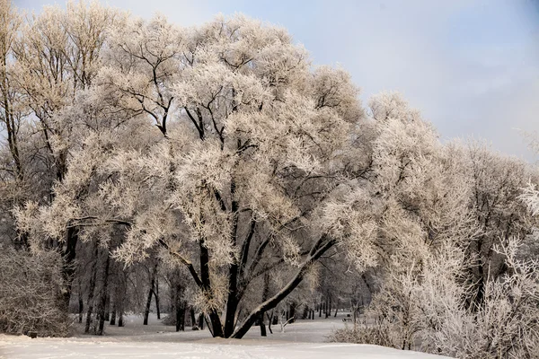 Prachtig uitzicht van Russische winter bos in de sneeuw op zonsondergang frosty dagen. Bomen bedekt met vorst en sneeuw. — Stockfoto