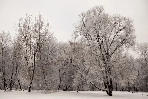 Вид на русский зимний лес в снегу на закате морозных дней. Деревья, покрытые морозом и снегом . — стоковое фото