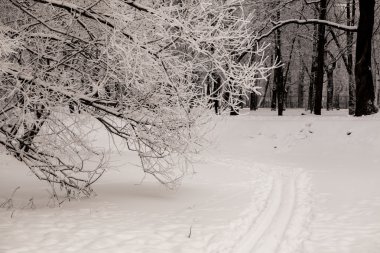 Gün batımı soğuk gün itibariyle kış ormandaki karda Kayak ayak izi. Buz ve kar kaplı ağaçlar. 