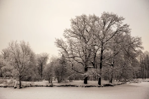 Belle vue sur la forêt d'hiver russe sur les rives du lac dans la neige au coucher du soleil jours givrés. Arbres couverts de givre et de neige — Photo