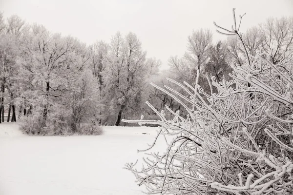 加拿大冬季森林日落霜冻天雪中美丽的景色。树木覆盖着霜和雪. — 图库照片