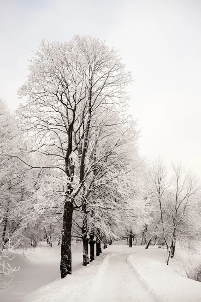 Belas vistas da floresta de inverno canadense na neve ao pôr-do-sol dias gelados. Árvores cobertas de gelo e neve . — Fotografia de Stock