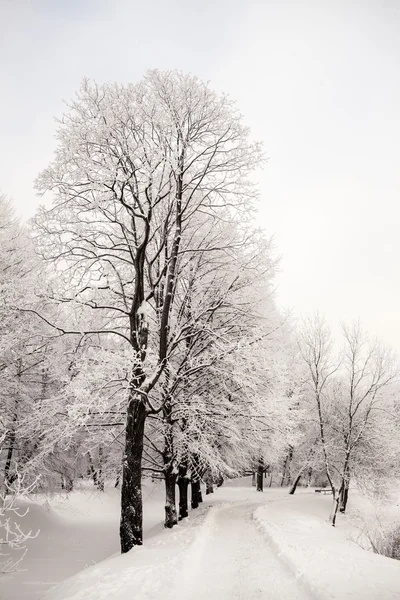 Prachtig uitzicht van Canadese winter bos in de sneeuw op zonsondergang frosty dagen. Bomen bedekt met vorst en sneeuw. — Stockfoto