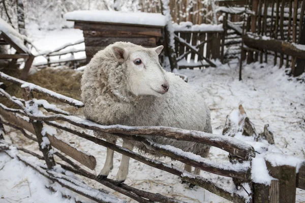 Grande ovelha na neve no inverno em um abrigo em uma fazenda rústica . — Fotografia de Stock