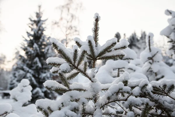 Skandynawskie zima lesie nad brzegiem rzeki w śniegu na zachód mroźny dzień. — Zdjęcie stockowe