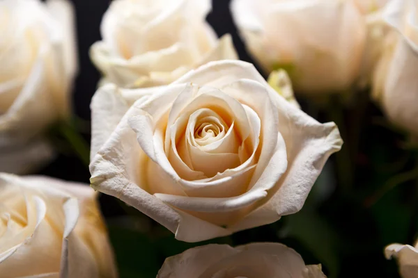 Um lindo buquê de rosas rosa, close-up . — Fotografia de Stock