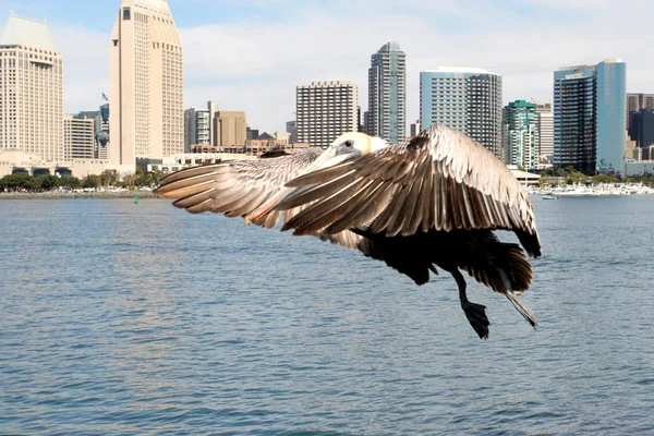Pelican pronto a atterrare Fotografia Stock