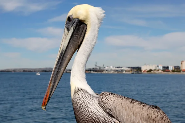 San Diego Pelican — Stock Photo, Image
