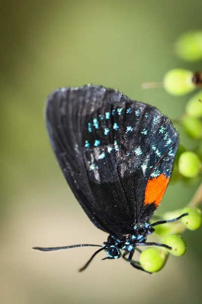 Eumaeus Atala Borboleta — Fotografia de Stock