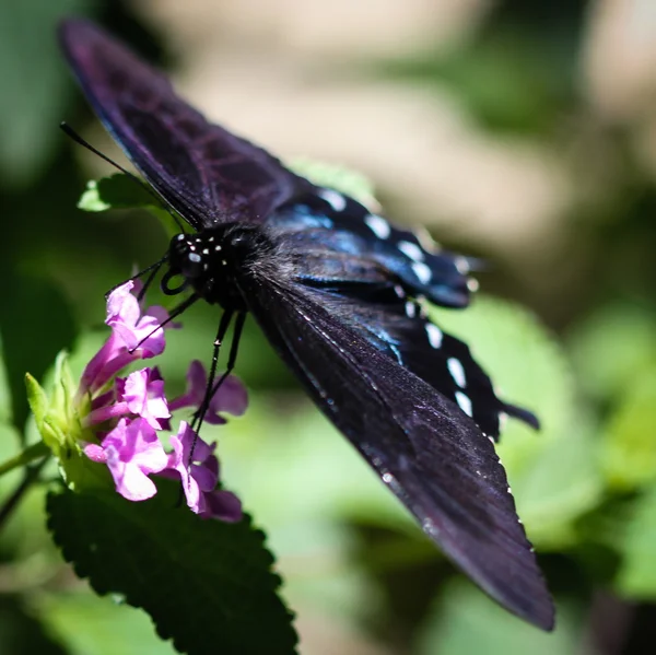 Spicebush cola de golondrina Papilio Troilus —  Fotos de Stock