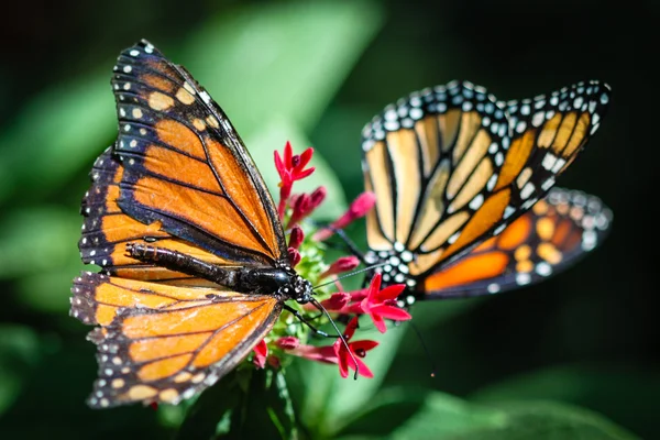 Monarca Danaus Plexippus — Foto de Stock