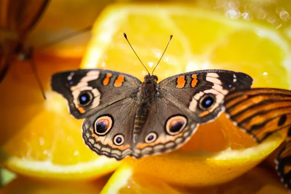 Buckeye común Junonia Coenia — Foto de Stock