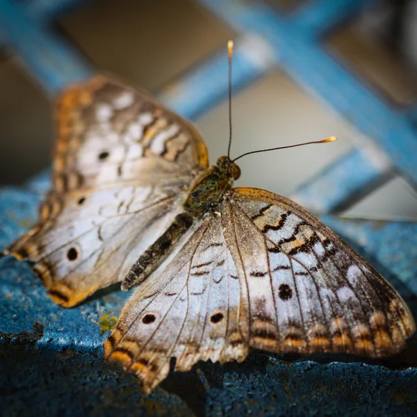 Bílý páv anartia jatrophae — Stock fotografie