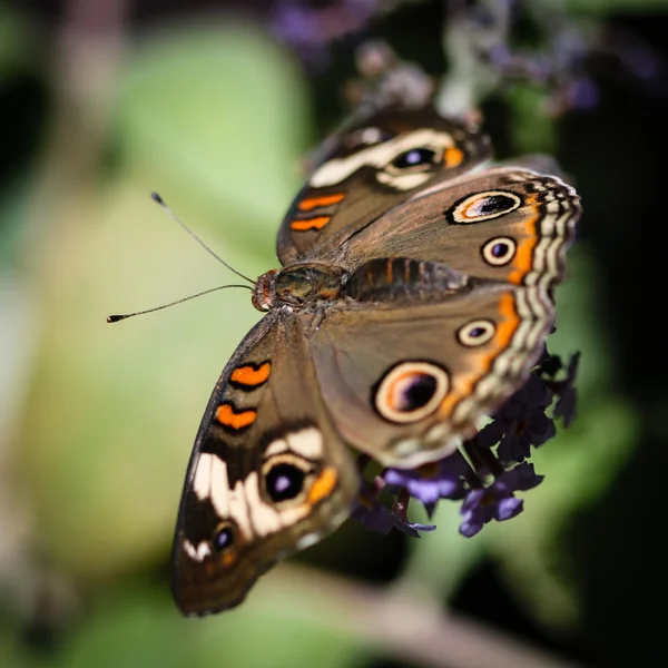 Buckeye común Junonia Coenia — Foto de Stock