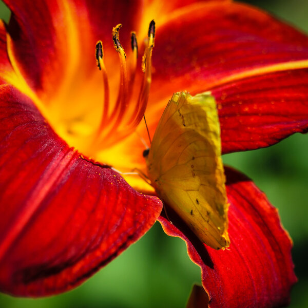 Cloudless Sulphur Phoebis Sennae