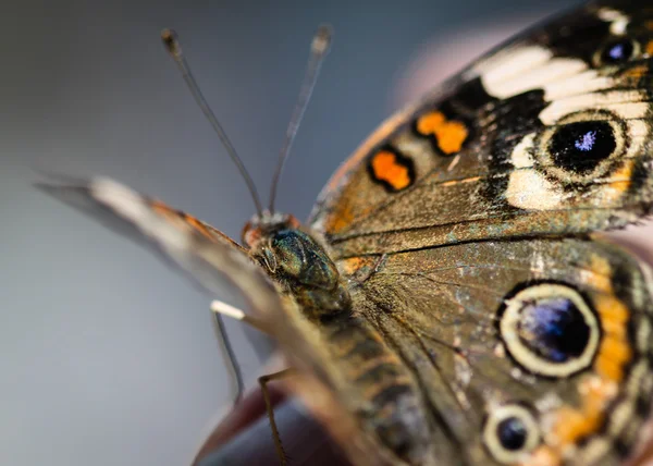 Comune Buckeye Junonia Coenia — Foto Stock