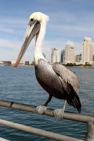 San Diego Pelican — Stock Photo, Image