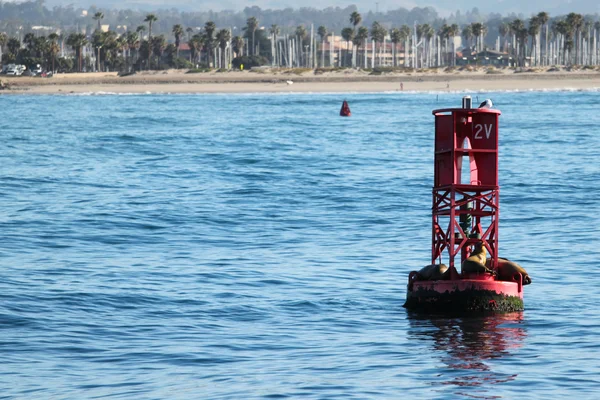 Buoy Sea Lions — Stock Photo, Image