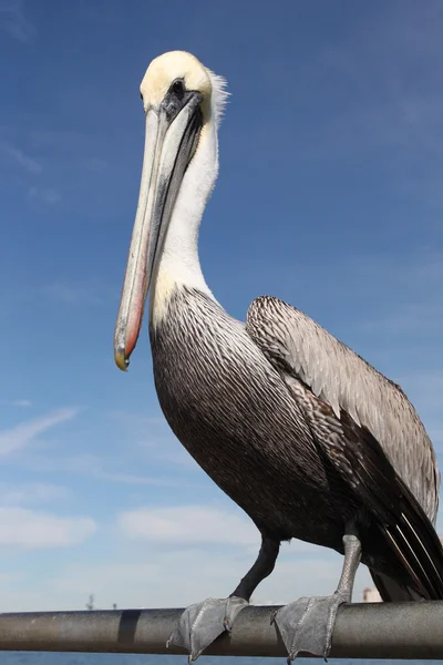 Pelican — Stock Photo, Image