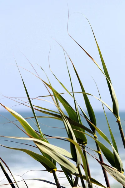 Reed przez Ocean — Zdjęcie stockowe