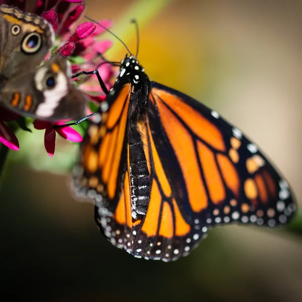 Monarch danaus plexippus — Stockfoto