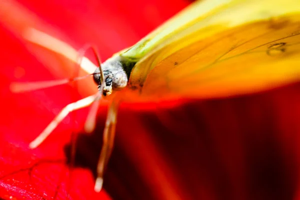 Cloudless Sulphur Phoebis Sennae — Stock Photo, Image