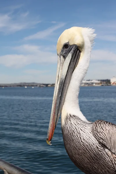 Pelican — Stock Photo, Image