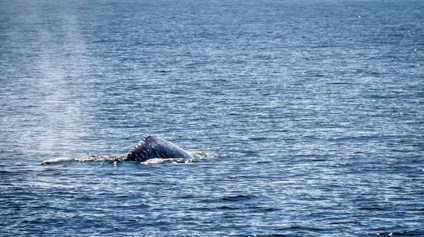 Ballena gris —  Fotos de Stock