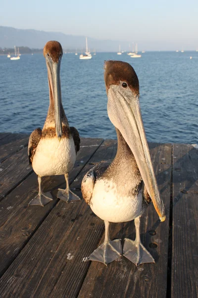 Kalifornische Pelikane — Stockfoto