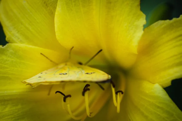 Cloudless Sulphur Phoebis Sennae — Stock Photo, Image