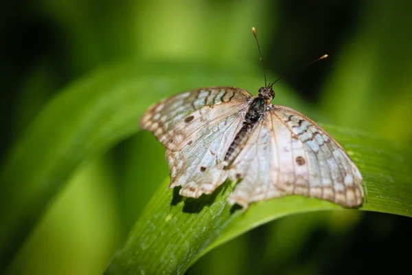 Bílý páv anartia jatrophae — Stock fotografie