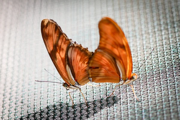 Julia Heliconian Dryas Julia — Stock fotografie