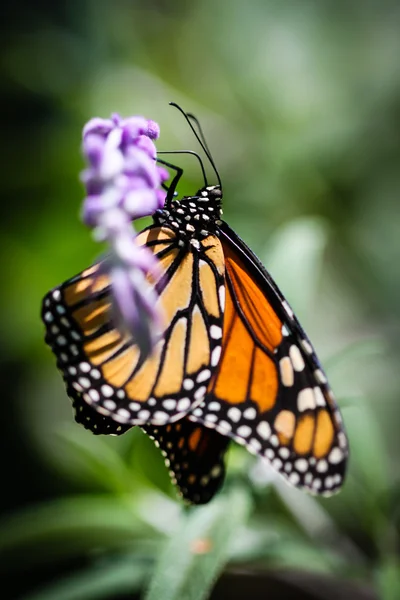 Monarca Danaus Plexippus — Foto de Stock