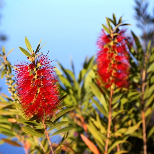 Bottlebrush Callistemon — Stock Photo, Image