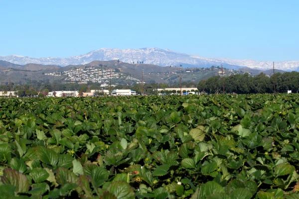 Campo de Morango — Fotografia de Stock