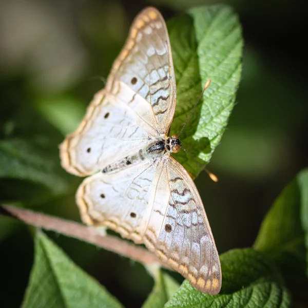 Bílý páv anartia jatrophae — Stock fotografie