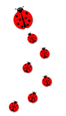 Pek çok kırmızı Ladybugs