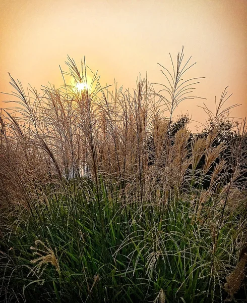 Caña al atardecer —  Fotos de Stock