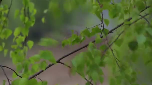 Т-72 листья из леса . — стоковое видео