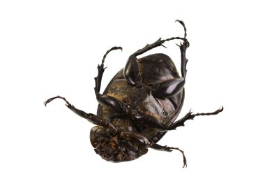 kadın rhinoceros beetle