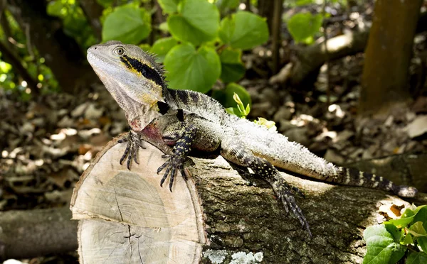 Kertenkele Doğu su Dragon — Stok fotoğraf