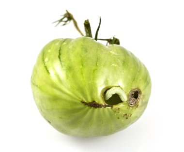 Caterpillar domates zararlıları