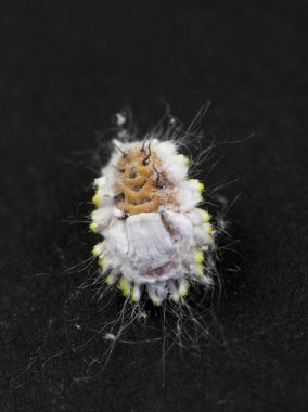 Narenciye Mealybug zararlıları