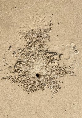 Kum köpüklü yengeçler, Scopimera globose tarafından yapılan kum topları, kumlu sahillerde Hindistan-Pasifik bölgesinde yaygındır..