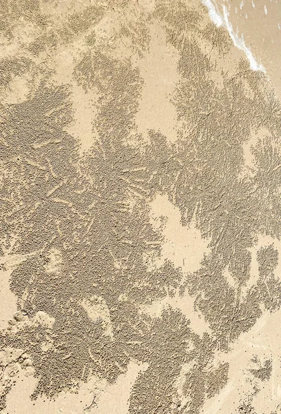 由沙泡蟹制成的沙球 Scopimera Globose 遍布整个印度洋 太平洋地区的沙滩上 — 图库照片