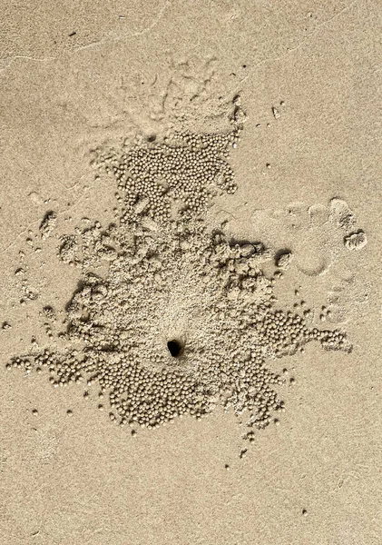 Bolas Areia Feitas Pelos Caranguejos Areia Scopimera Globose Espalhadas Por — Fotografia de Stock